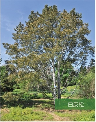 標題：名貴樹種
瀏覽次數：978
發表時間：2020-10-17